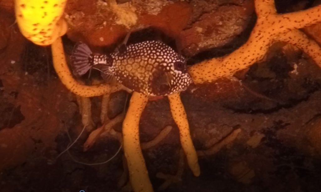 Spotted Trunkfish  swimming by coral