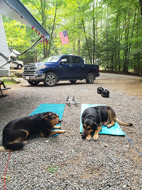 Two dogs laying on yoga mats at a campsite