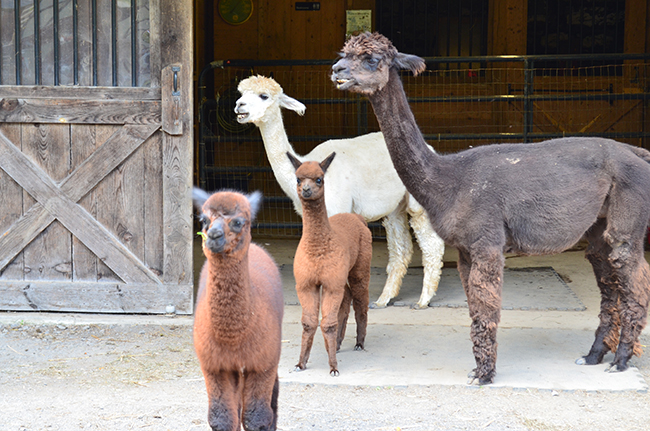 Two adult female alpacas and two baby alpacas called crias