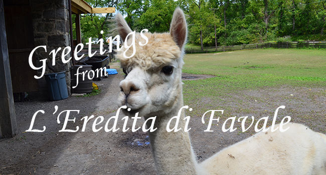Want to Know What an Alpaca Is? Visit These Cute Creatures at a Farm Near You