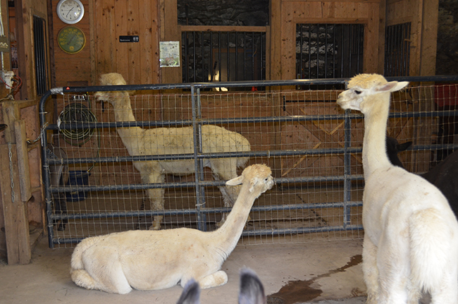 three female alpacas