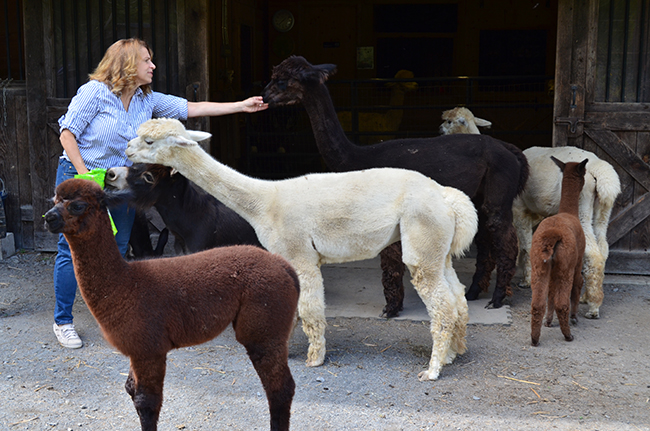 Woman feeding female alpacas carrots