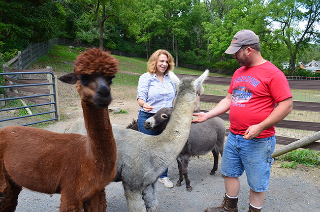 Woman introducing male alpaca to a visitor